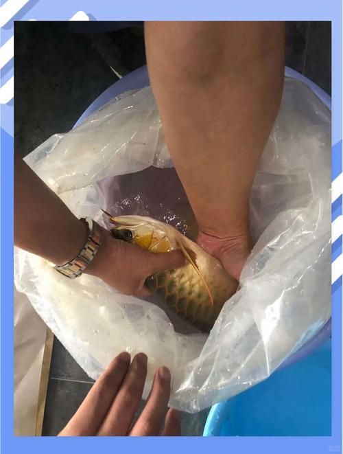 龍魚錯鱗拔掉后如何護(hù)理？（關(guān)于龍魚錯鱗拔掉后的護(hù)理）