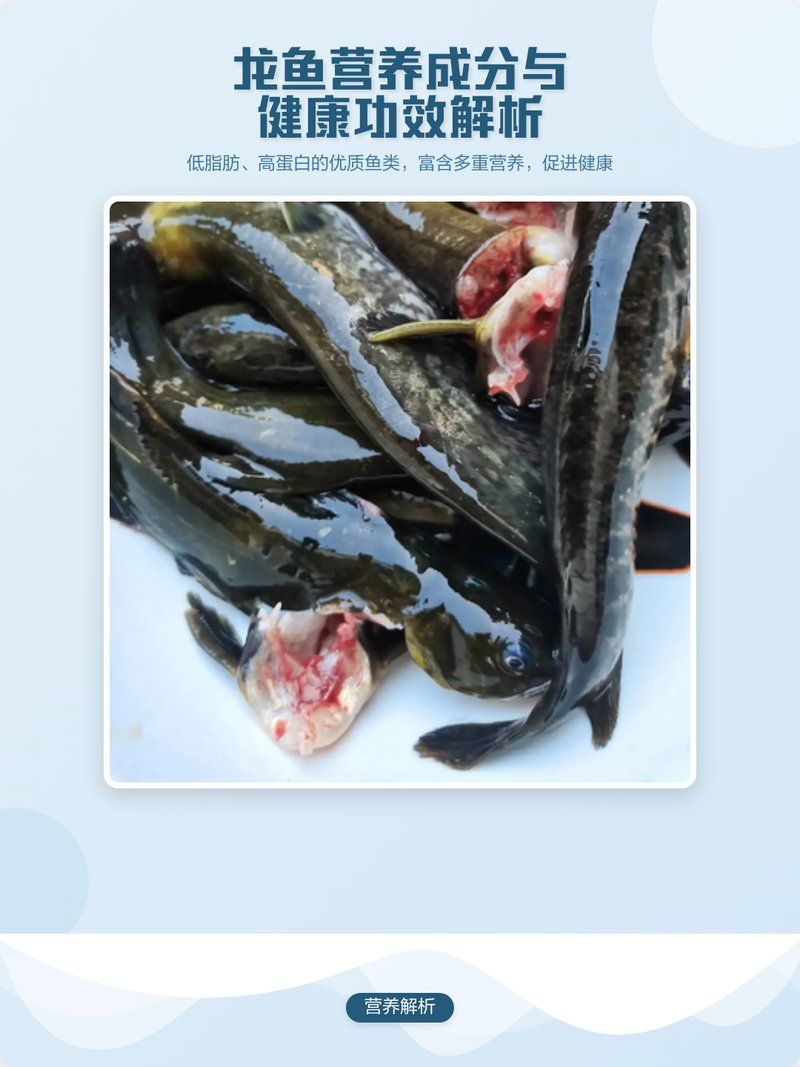 武清龍魚的營養價值（武清龍魚營養價值）