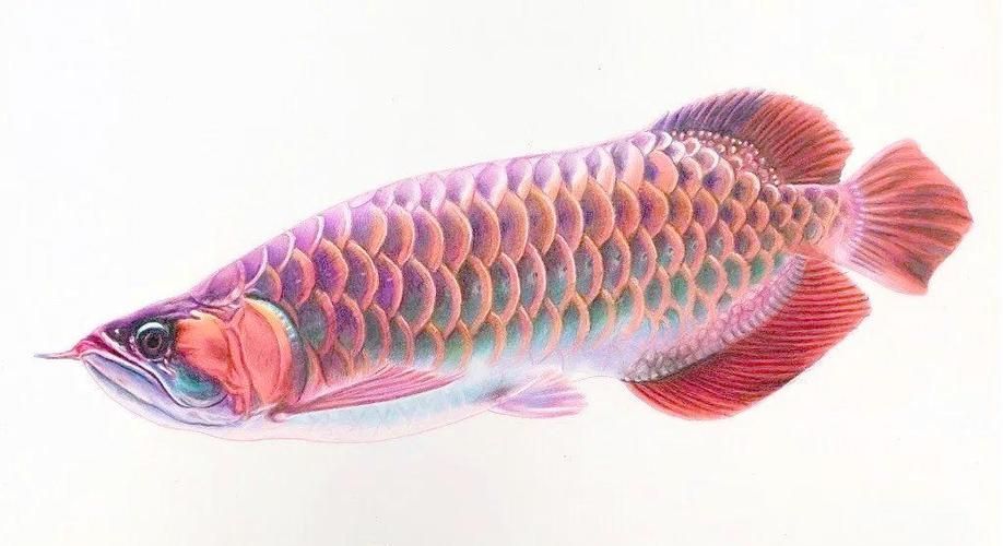 有哪些繪畫工具適合畫深海龍魚？（深海龍魚的繪畫技巧）