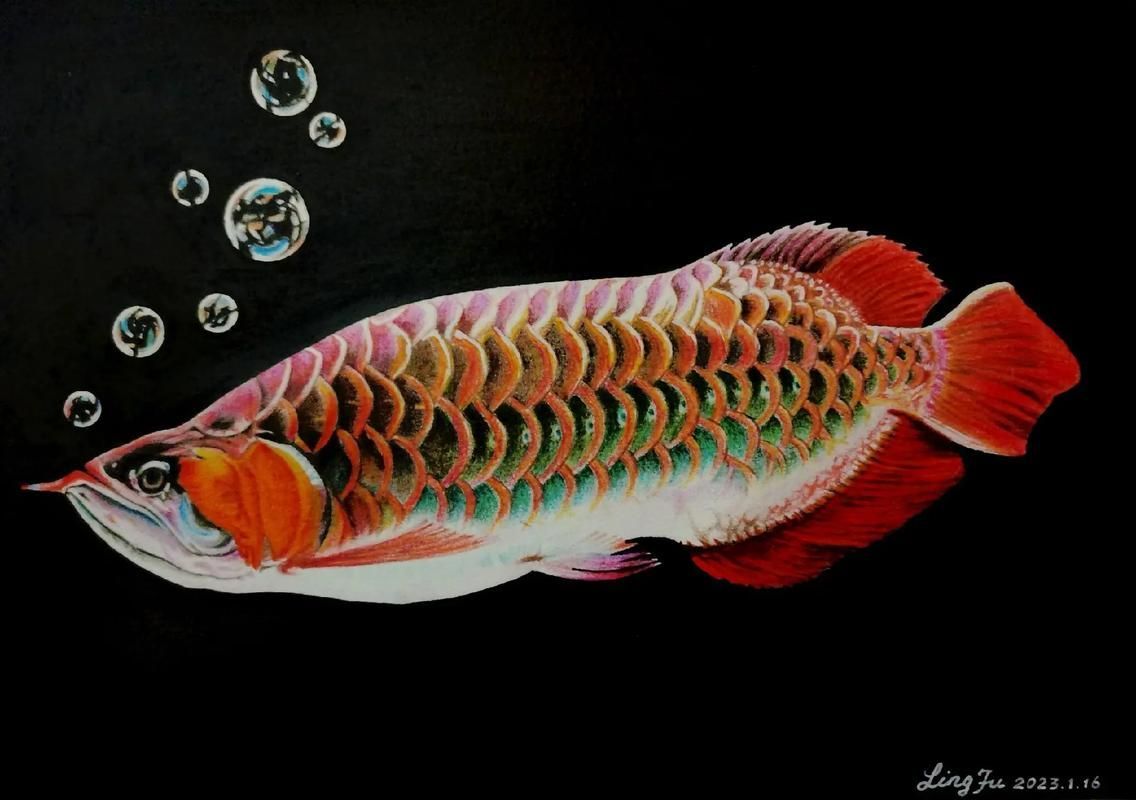 有哪些繪畫工具適合畫深海龍魚？（深海龍魚的繪畫技巧）
