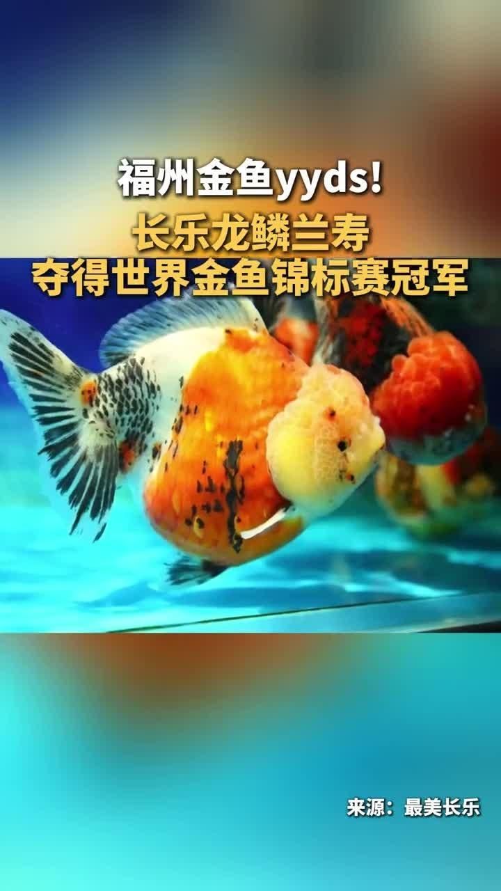 2025年長城杯龍魚大賽的冠軍是誰？（2025“長城杯”世界金魚錦標(biāo)賽冠軍董美春奪冠）