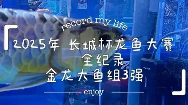 2025年長城杯龍魚大賽的冠軍是誰？（2025“長城杯”世界金魚錦標(biāo)賽冠軍董美春奪冠）