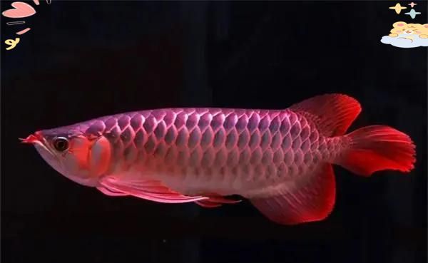 輕微炸鱗的龍魚多久會恢復健康？（龍魚炸鱗治療全攻略） 輕微炸鱗的龍魚多久會恢復健康？（龍魚炸鱗治療全攻略） 龍魚百科 第2張