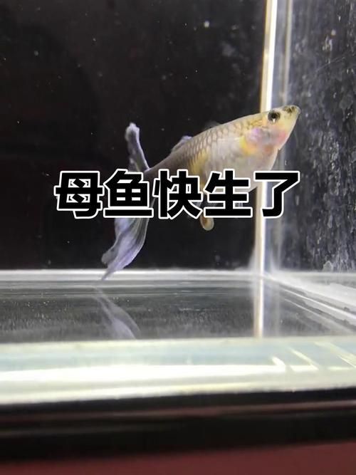 小火龍魚繁殖時需要哪些條件？（小火龍魚繁殖時需要滿足以下條件，小火龍魚繁殖時需要哪些條件）