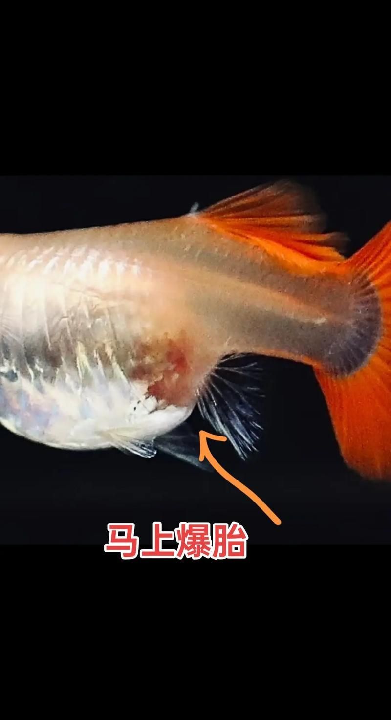 小火龍魚繁殖時需要哪些條件？（小火龍魚繁殖時需要滿足以下條件，小火龍魚繁殖時需要哪些條件）