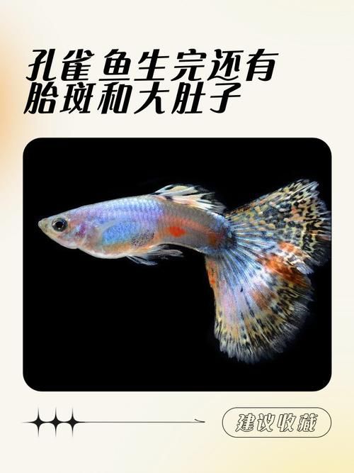 小火龍魚繁殖時需要哪些條件？（小火龍魚繁殖時需要滿足以下條件，小火龍魚繁殖時需要哪些條件）