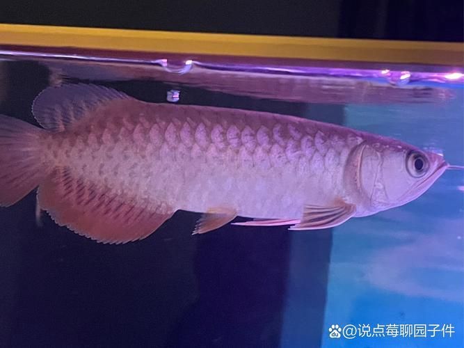哪里可以找到高清的紅龍魚苗圖片？（如何找到高清的紅龍魚苗圖片）