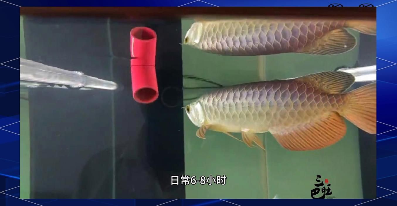 金龍魚眼睛紅色是發(fā)色潛力大嗎？（如何判斷金龍魚的發(fā)色潛力？） 金龍魚眼睛紅色是發(fā)色潛力大嗎？（如何判斷金龍魚的發(fā)色潛力？） 龍魚百科 第8張