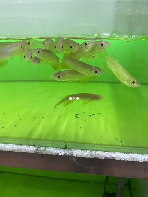 金龍魚眼睛紅色是發(fā)色潛力大嗎？（如何判斷金龍魚的發(fā)色潛力？） 金龍魚眼睛紅色是發(fā)色潛力大嗎？（如何判斷金龍魚的發(fā)色潛力？） 龍魚百科 第6張