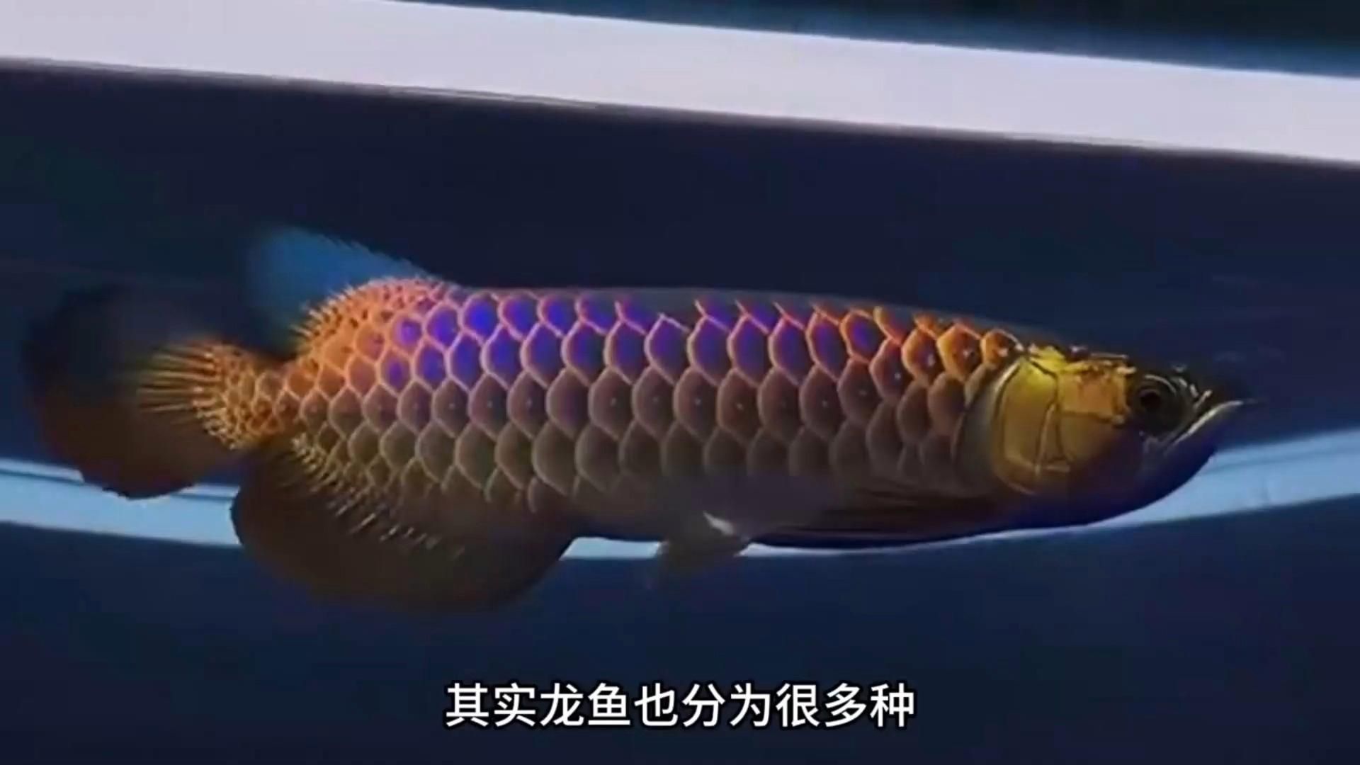 有哪些龍魚品種價格特別昂貴？（為什么龍魚價格昂貴？） 有哪些龍魚品種價格特別昂貴？（為什么龍魚價格昂貴？） 龍魚百科 第16張