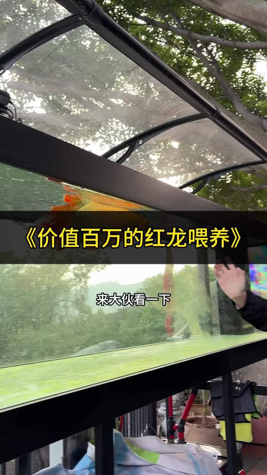 養(yǎng)紅龍魚需要哪些注意事項（養(yǎng)紅龍魚需要注意什么？）