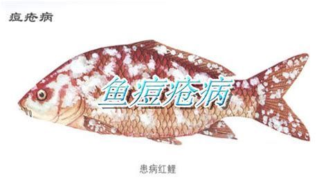 如何判斷紅龍魚須子包是否感染？（紅龍魚須子包感染的判斷方法包括觀察其顏色、形態(tài)和數(shù)量）