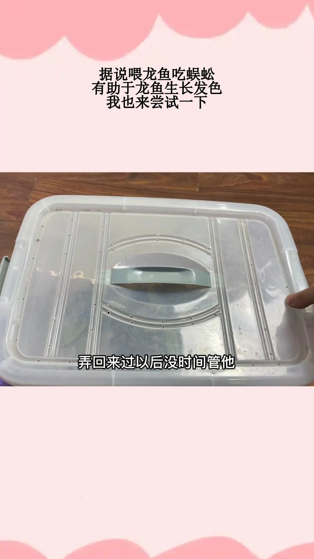 蜈蚣作為龍魚食物有哪些優點？（蜈蚣對龍魚有什么好處）