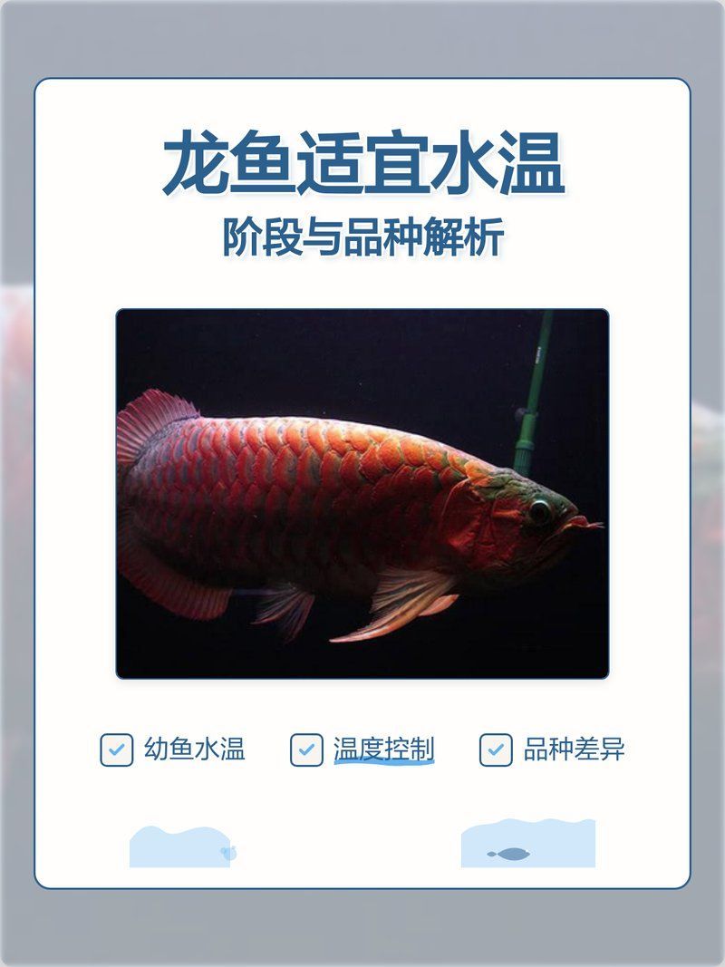 26度水溫下龍魚的活動情況如何？（26度水溫下龍魚活動情況并配圖說明龍魚是熱帶觀賞魚）