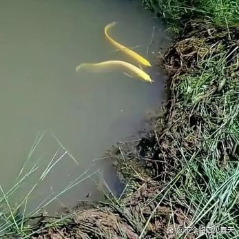 26度水溫下龍魚的活動情況如何？（26度水溫下龍魚活動情況并配圖說明龍魚是熱帶觀賞魚）