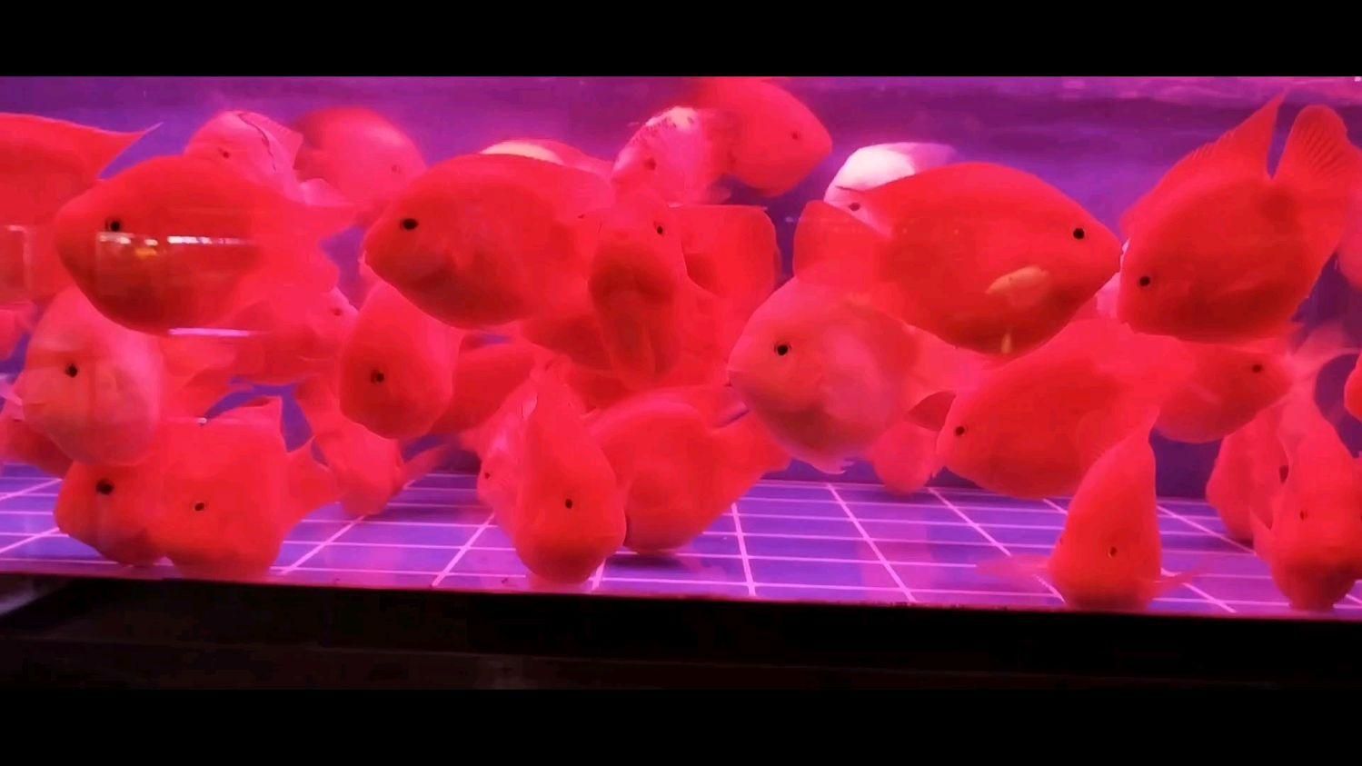 天津紅龍魚市場在哪里？（天津紅龍魚專營攤位推薦，） 天津紅龍魚市場在哪里？（天津紅龍魚專營攤位推薦，） 龍魚百科 第2張