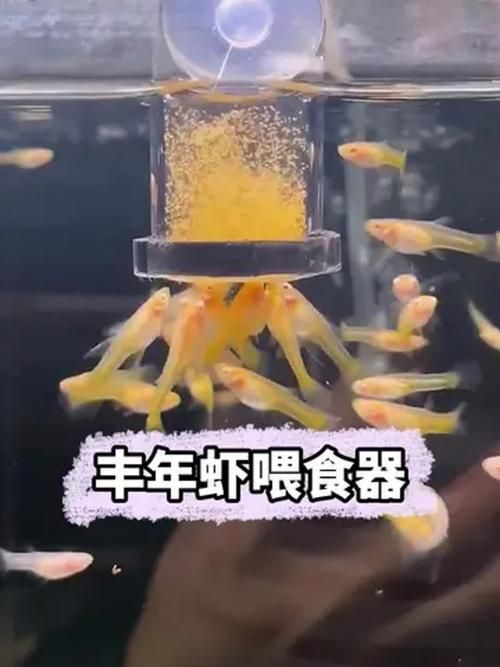 金龍魚的最佳食譜是什么？（金龍魚最佳食譜）