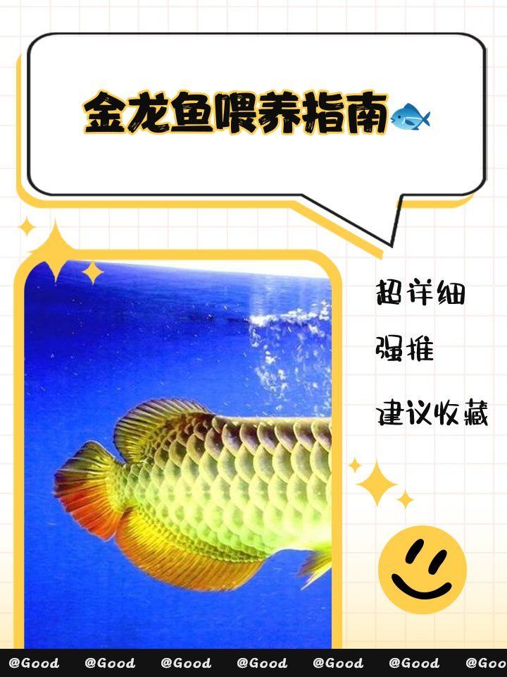 金龍魚的最佳食譜是什么？（金龍魚最佳食譜）