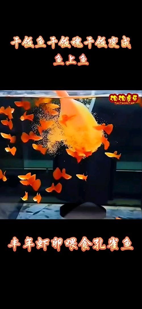 金龍魚的最佳食譜是什么？（金龍魚最佳食譜）
