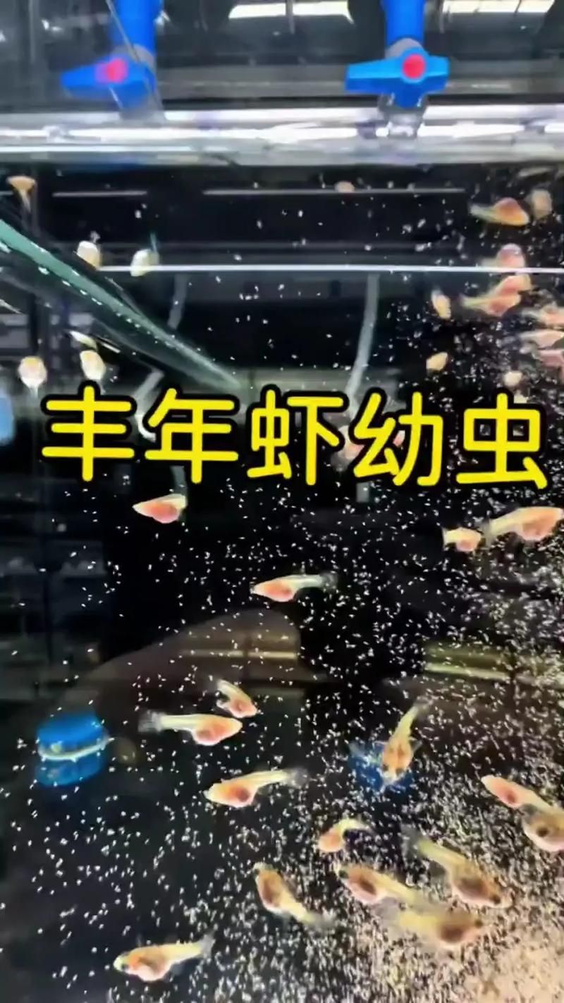 金龍魚的最佳食譜是什么？（金龍魚最佳食譜）