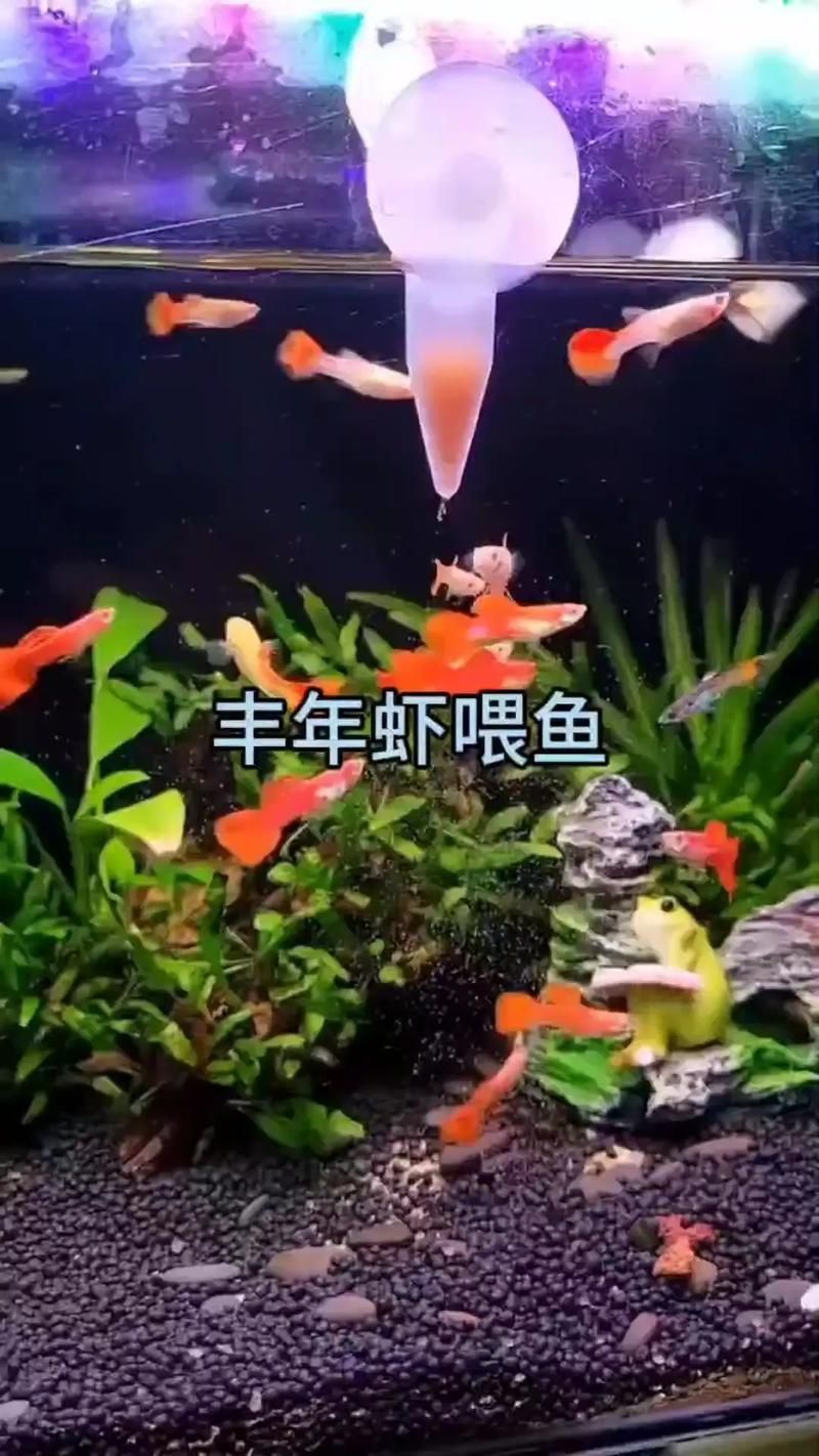 金龍魚的最佳食譜是什么？（金龍魚最佳食譜）