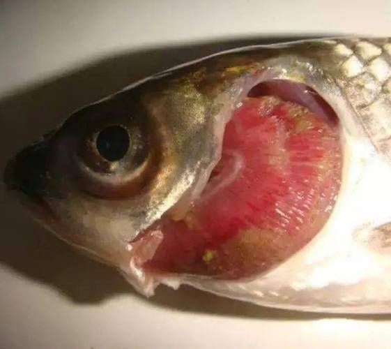 如何區分龍魚真菌感染和其他疾病？（如何區分龍魚真菌感染與其他常見疾病）