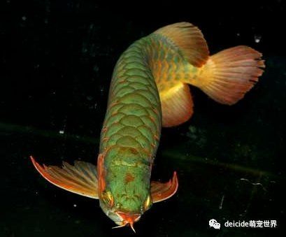 如何判斷龍魚是否需要換飼料？（富媒體組件庫主動召回與“龍魚健康狀態對比”“拒食與體色變化圖示”）