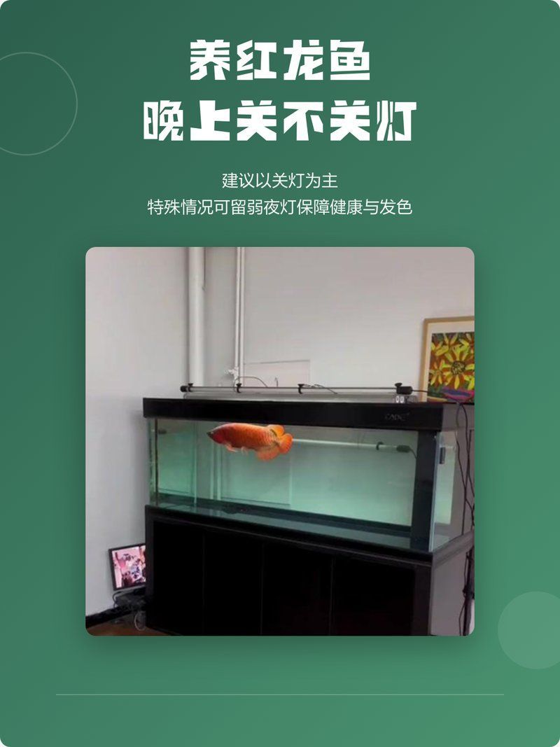 紅龍魚開燈期間需要關燈嗎（紅龍魚開燈期間需要關燈嗎？）