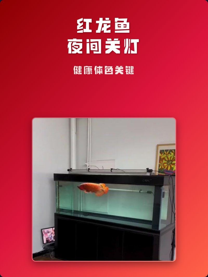 紅龍魚開燈期間需要關燈嗎（紅龍魚開燈期間需要關燈嗎？）