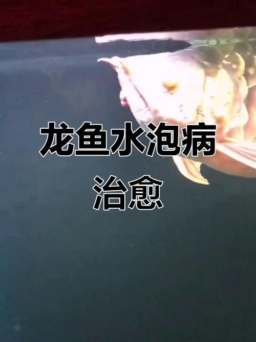 龍魚得了這三種病還能活多久？（龍魚得了三種病后還能活多久，需要1000字和配圖）