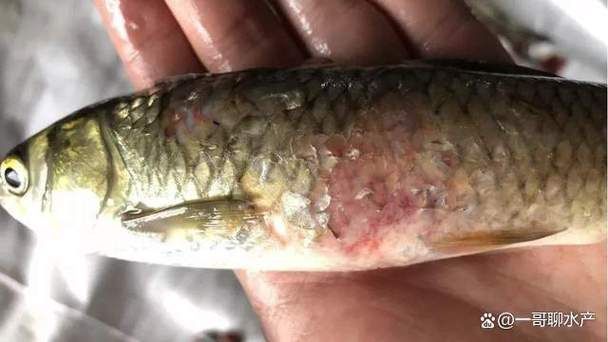 龍魚得了這三種病還能活多久？（龍魚得了三種病后還能活多久，需要1000字和配圖）