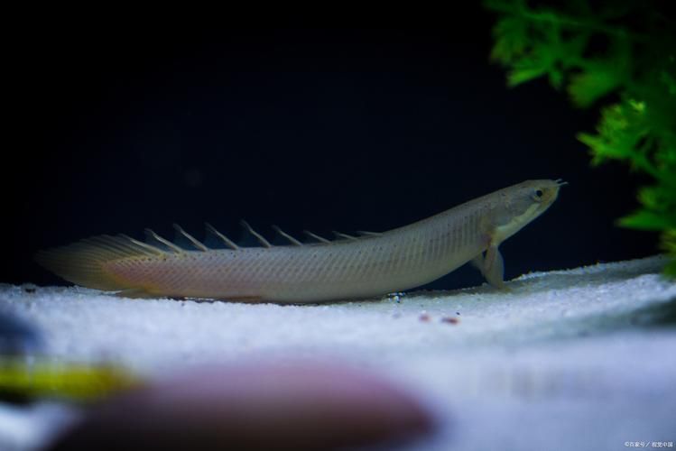 有哪些信譽良好的龍魚商家？（信譽良好的龍魚商家信譽良好的龍魚商家的詳細信息）