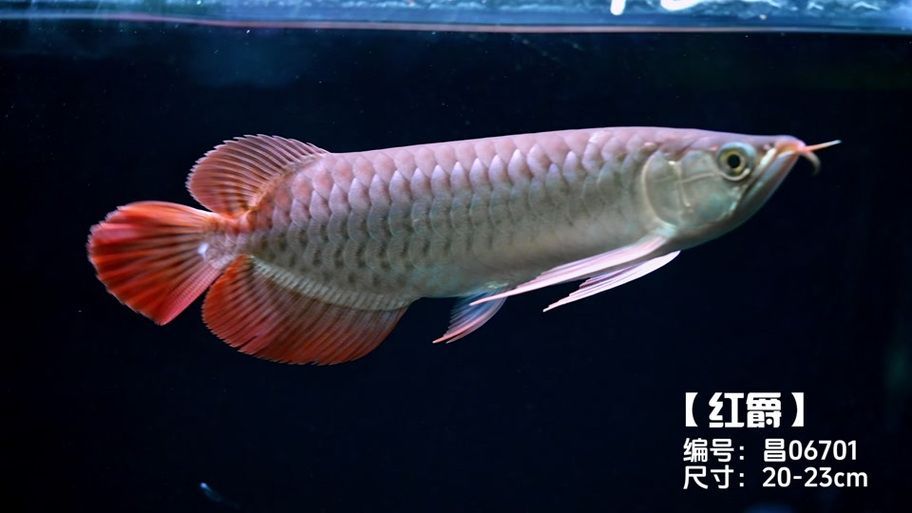 有哪些信譽良好的龍魚商家？（信譽良好的龍魚商家信譽良好的龍魚商家的詳細信息）