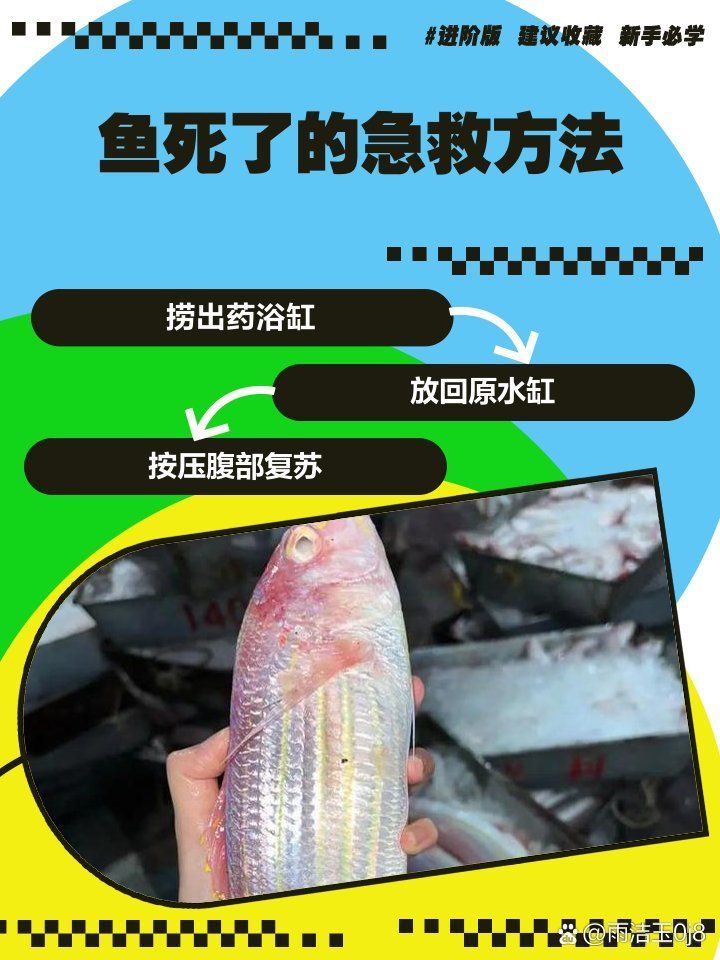 龍魚突然死亡后如何處理？（@雨潔玉0j8動態萌寵訓練師嘉佳動態萌寵訓練）