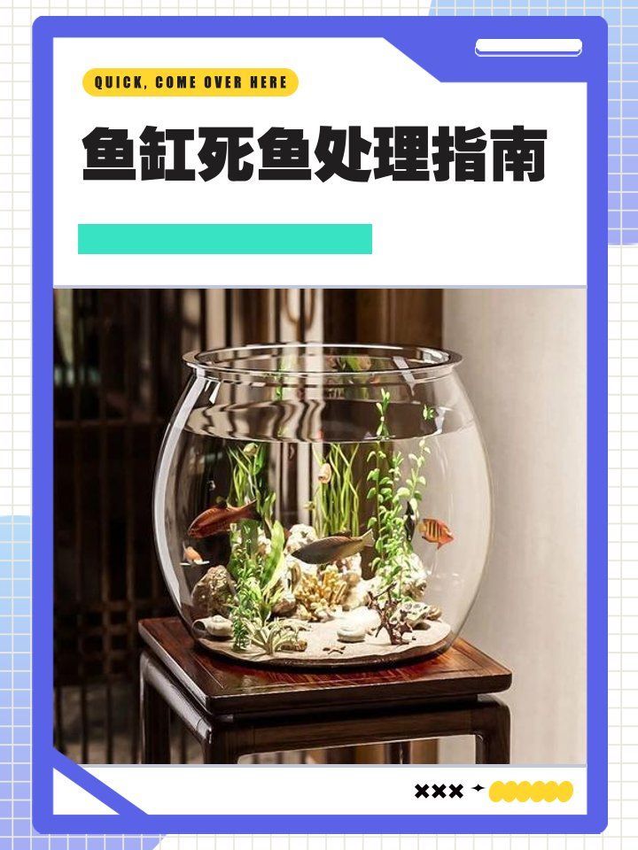 龍魚突然死亡后如何處理？（@雨潔玉0j8動態萌寵訓練師嘉佳動態萌寵訓練）