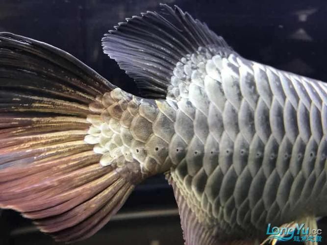 立達金龍魚有哪些系列？（立達金龍魚哪個系列最受歡迎立達金龍魚鑒別要點清單）