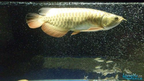 如何判斷龍魚腹水是否好轉(zhuǎn)或惡化？（如何判斷龍魚腹水好轉(zhuǎn)與惡化）