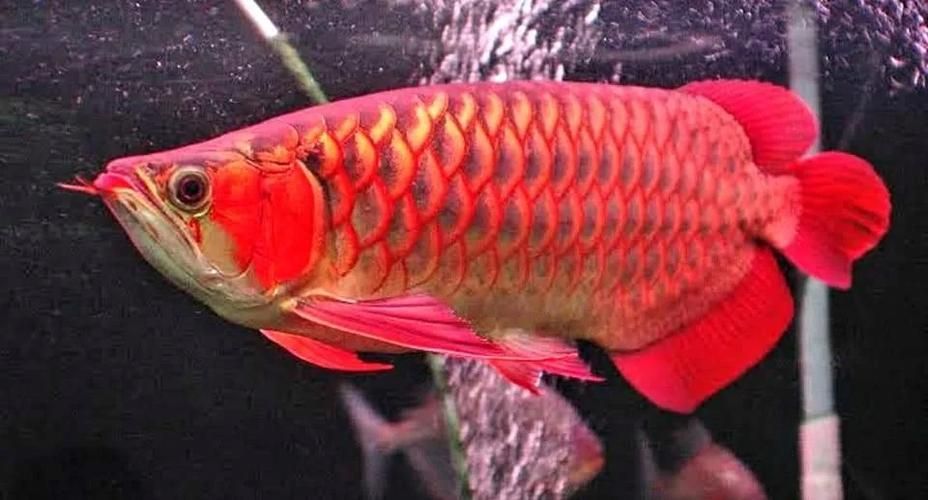 如何判斷龍魚是否適合食用？（arxiv論文助手（亞洲龍魚（亞洲龍魚、如亞洲龍魚、如亞洲龍魚））
