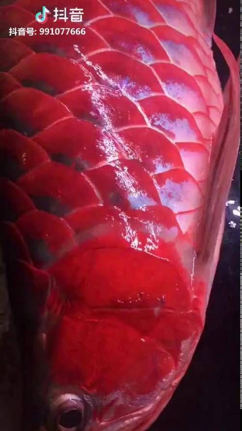 如何判斷紅龍魚(yú)是否開(kāi)始自然發(fā)色？（紅龍魚(yú)的自然發(fā)色）
