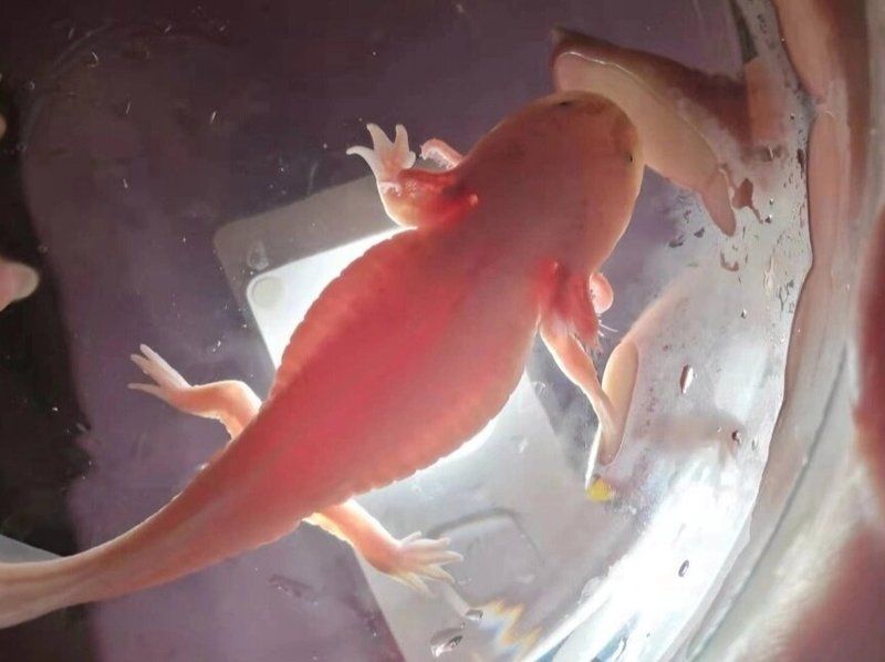 有哪些藥物可以治療龍魚的內臟疾病？（水產養殖用藥明白紙（2025年））