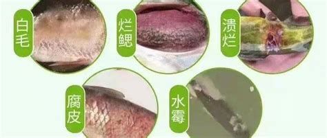 如何預(yù)防龍魚(yú)長(zhǎng)白毛棉絮寄生蟲(chóng)？（魚(yú)長(zhǎng)白毛棉絮寄生蟲(chóng)的預(yù)防措施）
