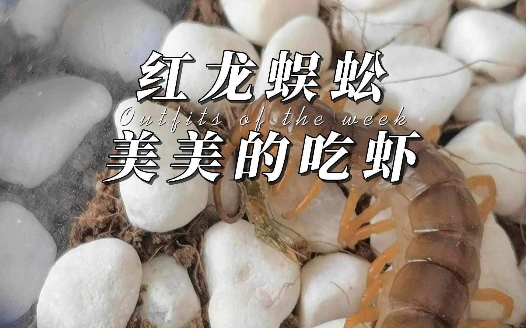 紅龍魚多久吃一次蝦和泥鰍？（紅龍魚多久吃一次蝦和泥鰍最佳紅龍魚weekly喂食計劃表）