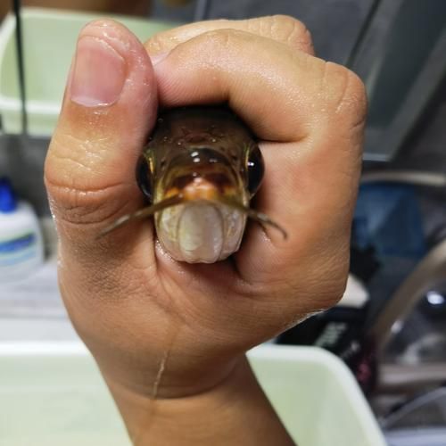 給我一些龍魚嘴上長疙瘩的圖片（龍魚嘴上長疙瘩會自愈嗎）