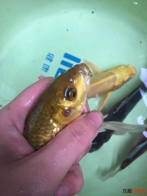 給我一些龍魚嘴上長疙瘩的圖片（龍魚嘴上長疙瘩會自愈嗎）