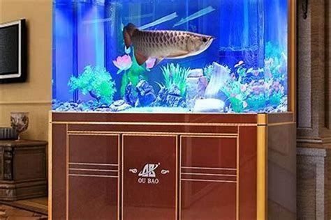 詳解（1000字和配圖）龍魚知識講座有哪些實(shí)用技巧？