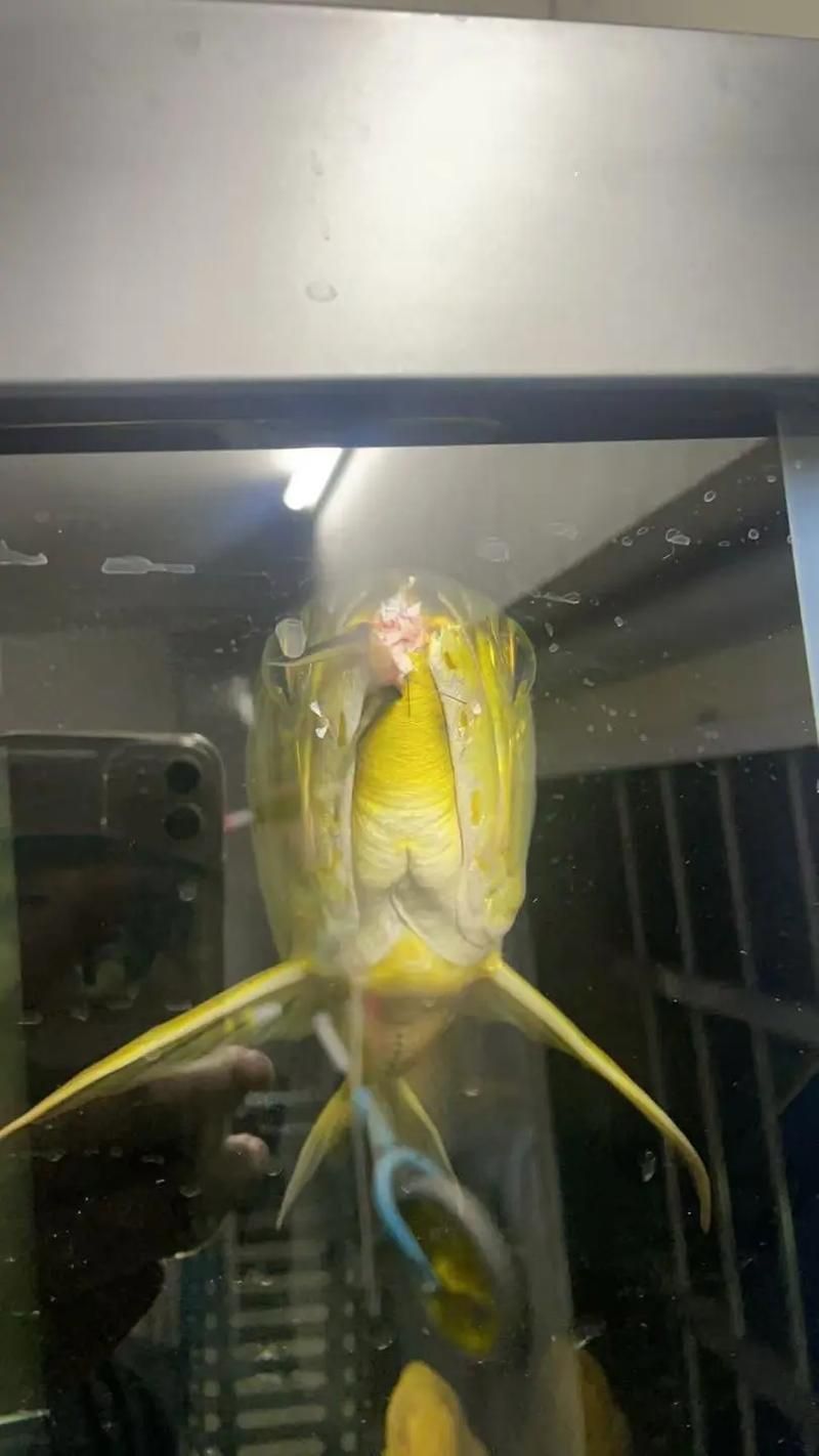 有哪些方法可以改善龍魚胡須交叉？（如何改善龍魚胡須交叉）