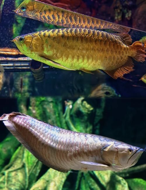 有哪些方法可以改善龍魚胡須交叉？（如何改善龍魚胡須交叉）