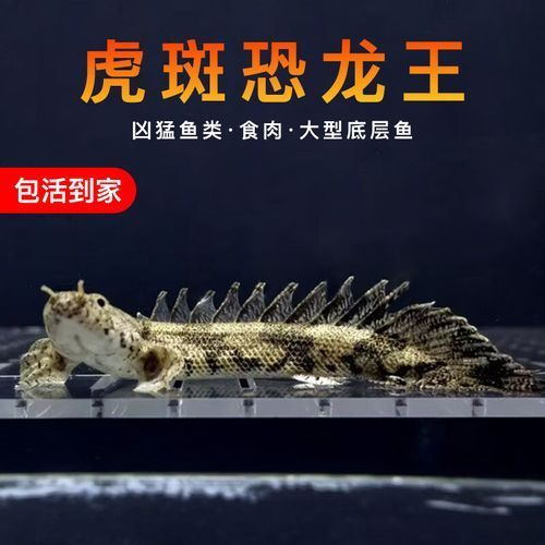 虎斑恐龍魚的價格范圍（虎斑恐龍魚的飼養注意事項）