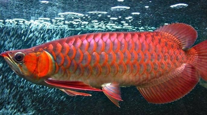 有沒有圖片展示1000萬的金龍魚？（1000萬金龍魚的壯觀景象）