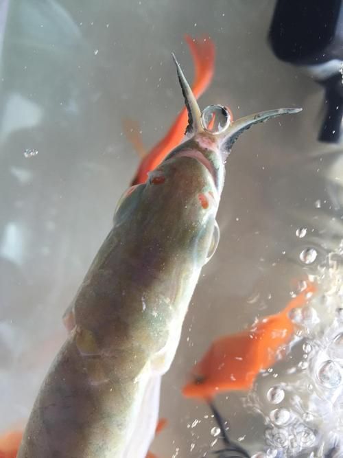 如何判斷龍魚是否得了爛嘴病？（———臨床診斷龍魚是否得了爛嘴病）